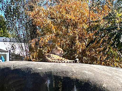 Affenfrühstück im Kinderzoo Rapperswil