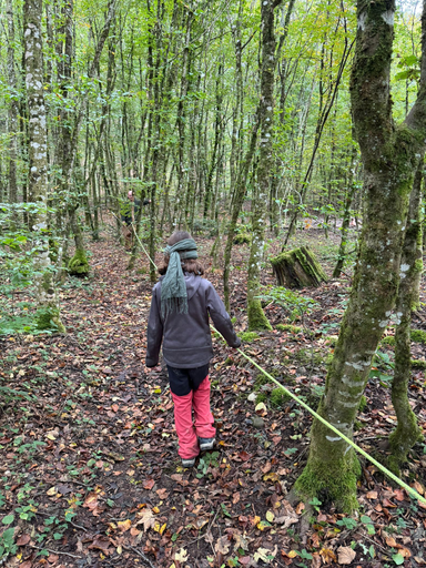 Wildtiere in unseren heimischen Wäldern