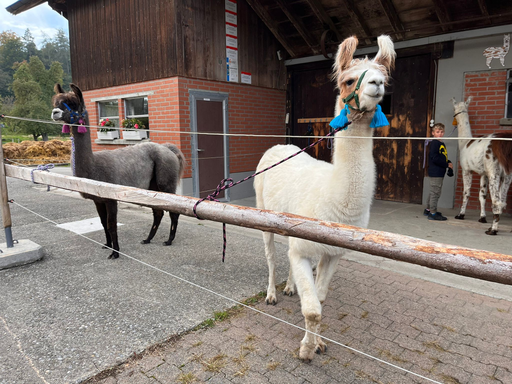 Lama-Trekking