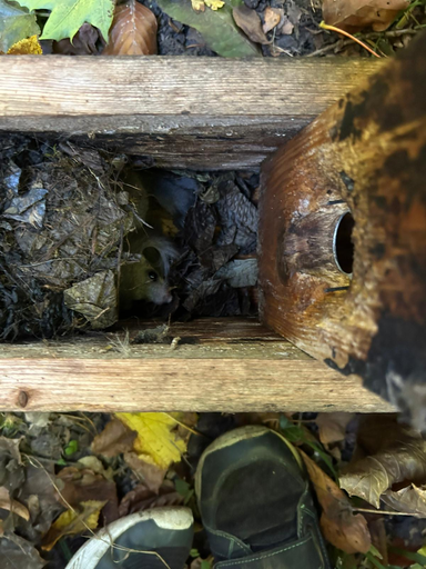 Bau eines Vogelhauses