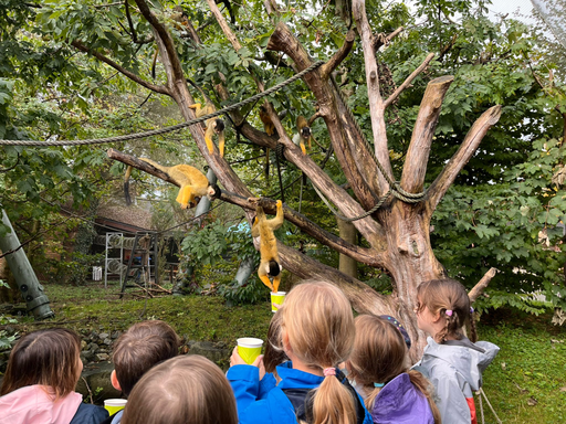 Affenfrühstück im Kinderzoo Rapperswil