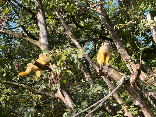 Affenfrühstück im Kinderzoo Rapperswil