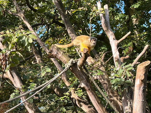 Affenfrühstück im Kinderzoo Rapperswil