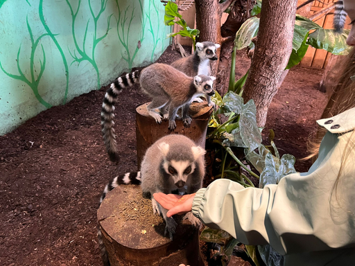 Affenfrühstück im Kinderzoo Rapperswil